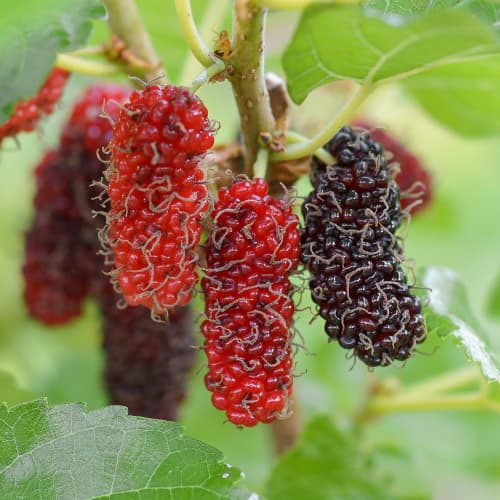 Morwa Red No.2, С2 interface.image 1 interface.art 5453