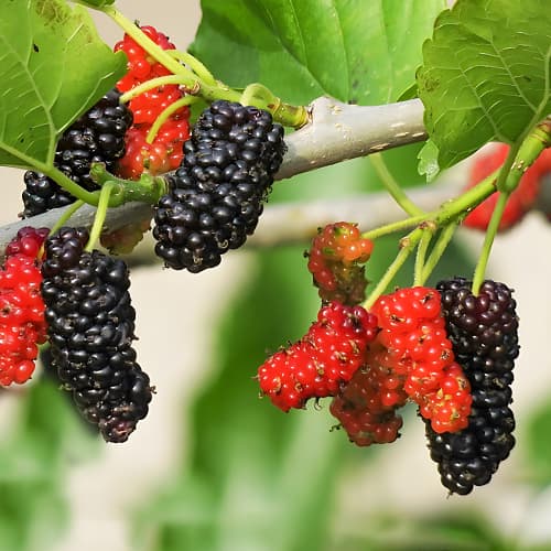 Morwa Sweet Dream, P9 interface.image 1 interface.art 1587