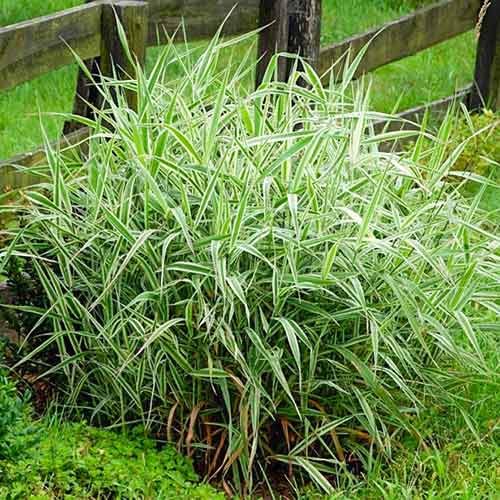 Mozga trzcinowata Luteopicta interface.art zdjęcie 1 Mozga trzcinowata Luteopicta interface.image 1 interface.art 4785