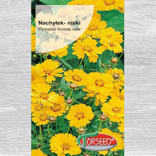 Nachyłek dwubarwny Złoty Karzeł niski interface.image 1 interface.art 77566