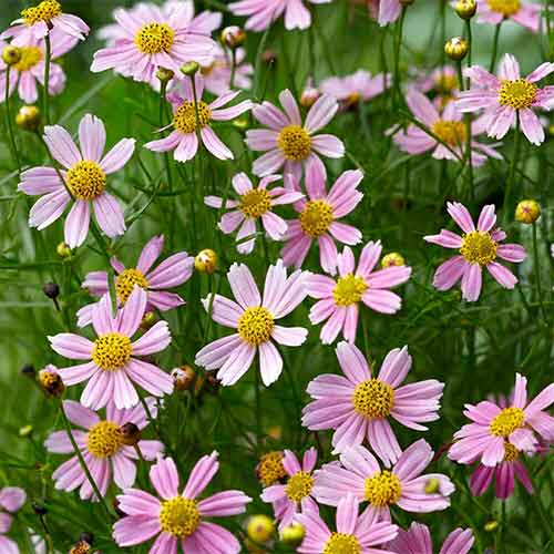 Nachyłek różowy American Dream interface.image 1 interface.art 01353