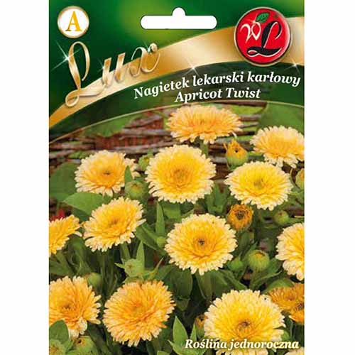 Nagietek lekarski Apricot Twist Legutko interface.image 1 interface.art 96773