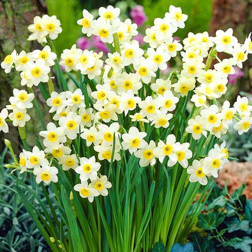 Narcyz Avalanche interface.image 2 interface.art 67634