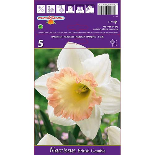 Narcyz wielkokwiatowy British Gamble interface.image 1 interface.art 67642