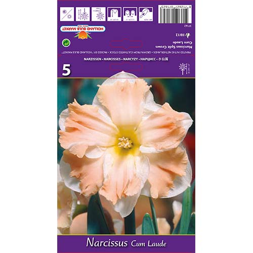 Narcyz Cum Laude interface.image 1 interface.art 68098