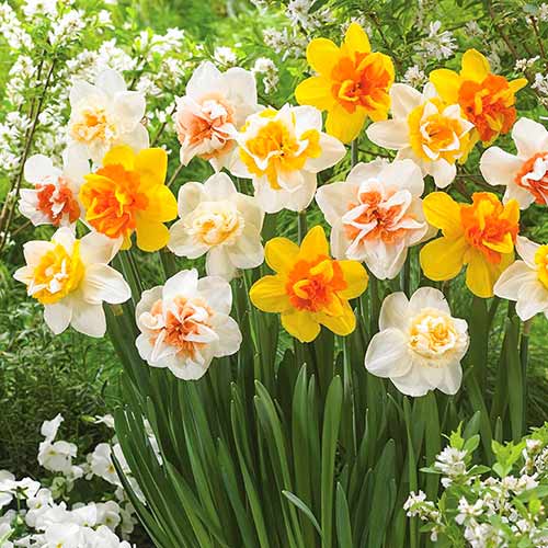 Narcyz Double, mix kolorów interface.image 1 interface.art 67669