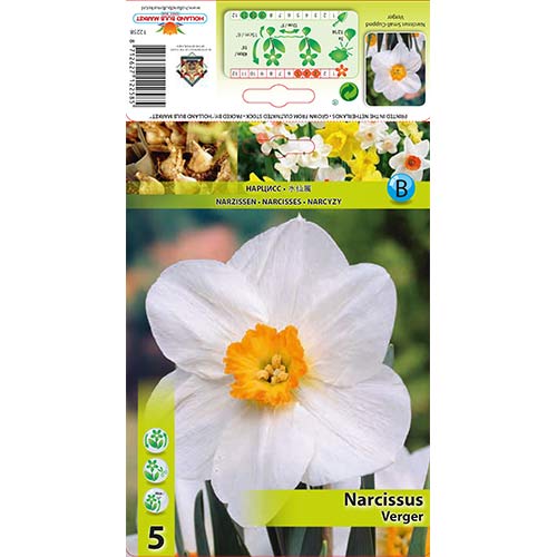 Narcyz drobnoprzykoronkowy Verger interface.image 1 interface.art 70279