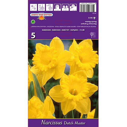 Narcyz wielkokwiatowy Dutch Master interface.image 1 interface.art 67647