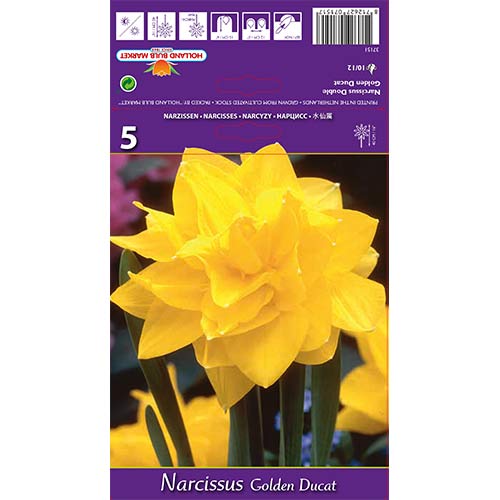 Narcyz pełny Golden Ducat interface.image 1 interface.art 68096