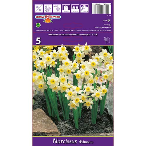 Narcyz miniaturowy Minnow interface.image 1 interface.art 67652