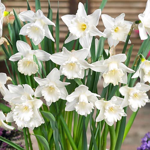 Narcyz Mount Hood interface.image 1 interface.art 68097