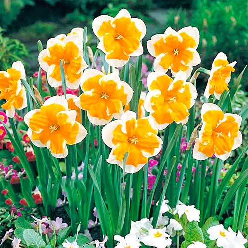 Narcyz Orangery interface.image 1 interface.art 67653