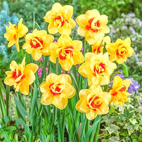 Narcyz Innovator interface.image 1 interface.art 67416