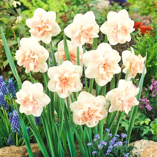 Narcyz Rosy Cloud interface.image 1 interface.art 67427