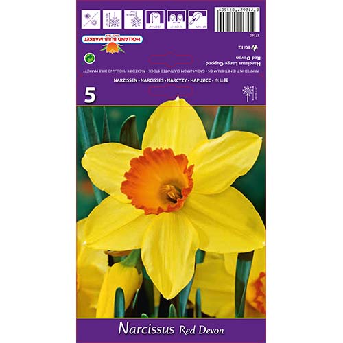 Narcyz wielkokwiatowy Red Devon interface.image 1 interface.art 67659