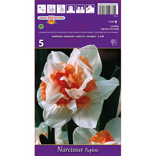 Narcyz pełny Replete interface.image 1 interface.art 68071