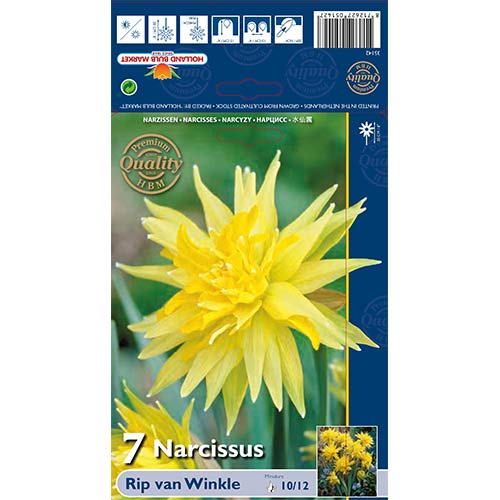 Narcyz pełny Rip van Winkle interface.image 1 interface.art 67660