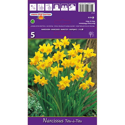 Narcyz miniaturowy Tete-a-Tete interface.image 1 interface.art 67664