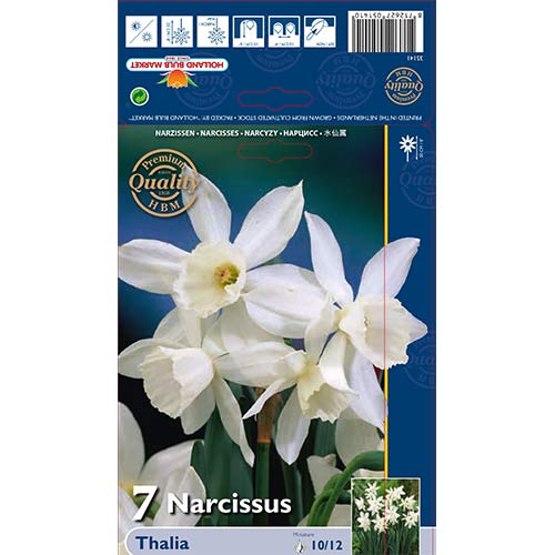 Narcyz Thalia interface.image 1 interface.art 70236