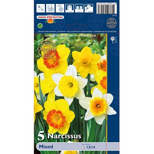 Narcyz trąbkowy, mix kolorów interface.image 1 interface.art 67665