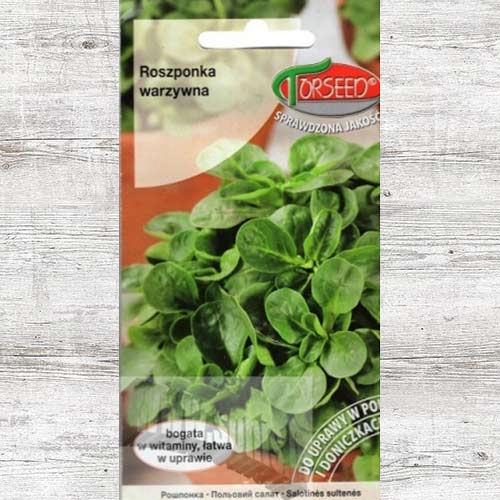 Nasiona Roszponka warzywna Verte de Cambrai interface.image 1 interface.art 86954