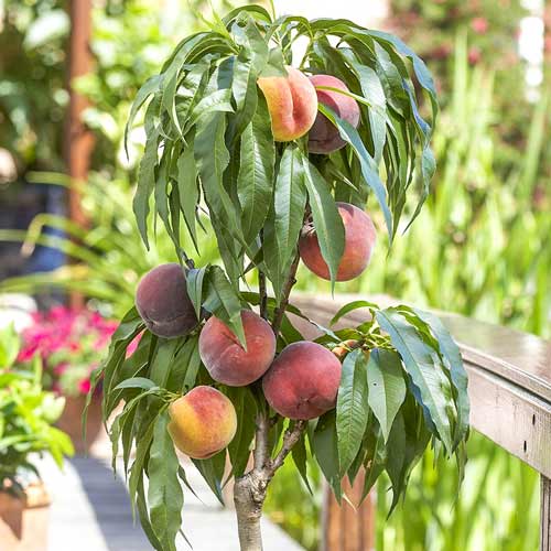 Nektaryna kolumnowa Alice interface.image 1 interface.art 1970