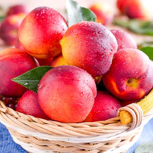 Nektaryna Caldesi 2000 interface.image 1 interface.art 4287