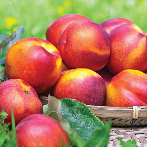 Nektaryna Fire Earth, С2 interface.image 1 interface.art 4285