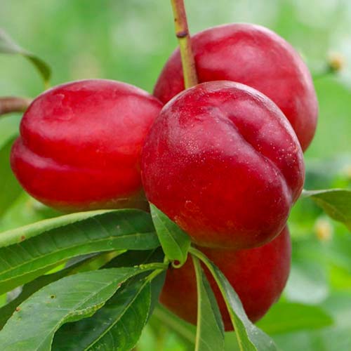 Nektaryna Late Love, С2 interface.image 1 interface.art 1629