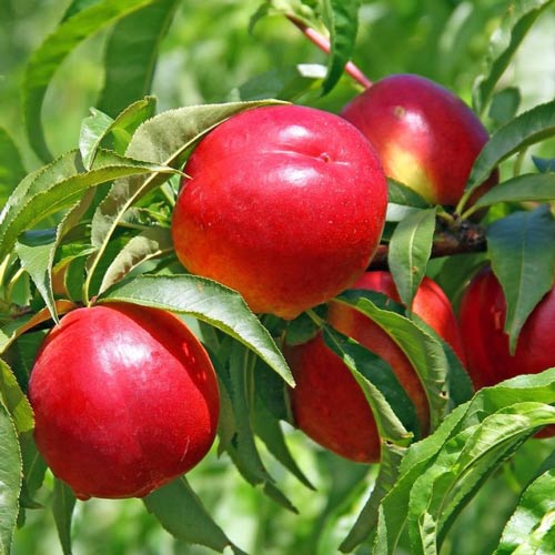 Nektaryna Lerata interface.image 1 interface.art 7985