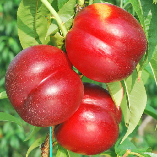 Nektaryna Madego, С2 interface.image 1 interface.art 7980