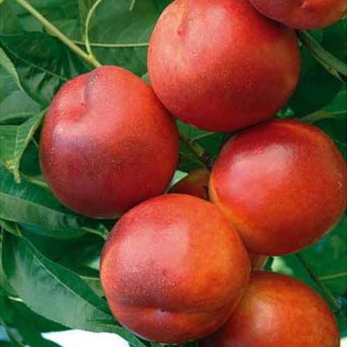 Nektaryna Morsiani 90 interface.image 1 interface.art 4864