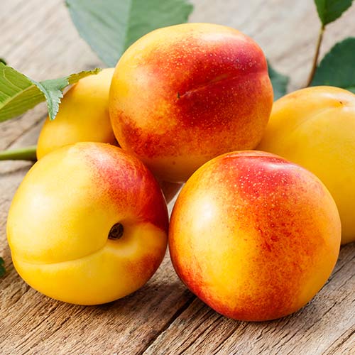 Nektaryna Opal interface.art zdjęcie 1 Nektaryna Opal interface.image 1 interface.art 6936