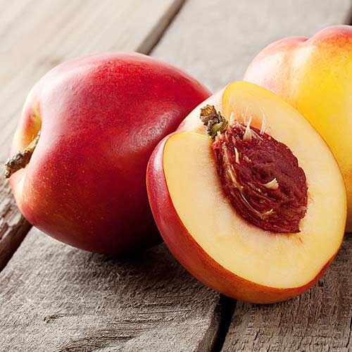 Nektaryna Orlando interface.image 1 interface.art 4288