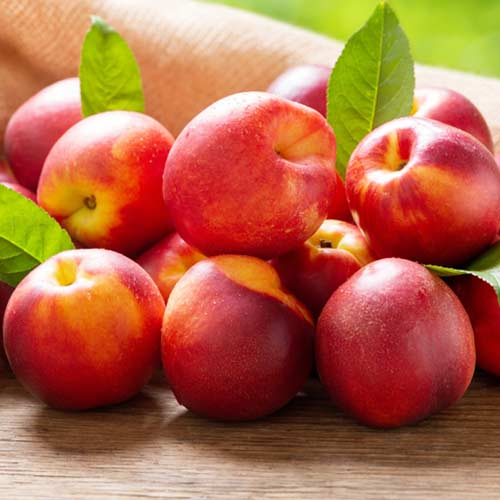 Nektaryna Rafale interface.image 1 interface.art 4286