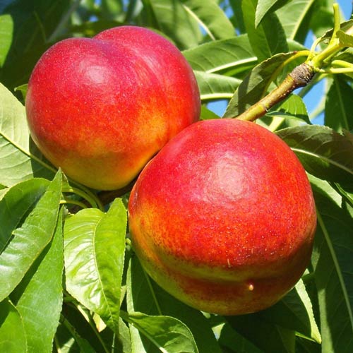 Nektaryna Star Coral, C2 interface.image 1 interface.art 9685