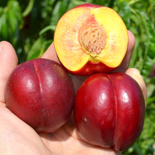 Nektaryna Tepesko interface.image 1 interface.art 7988