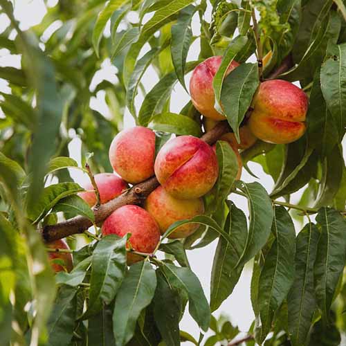 Nektaryna Victoria interface.image 1 interface.art 4844