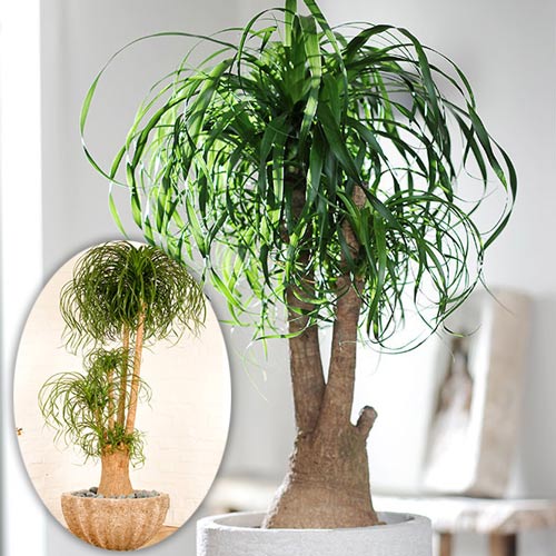 Nolina, Stopa słonia interface.image 1 interface.art 8774