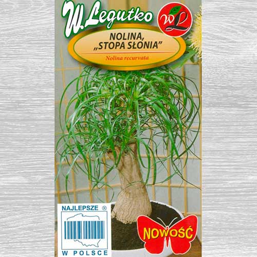 Nolina Stopa słonia interface.image 1 interface.art 69613