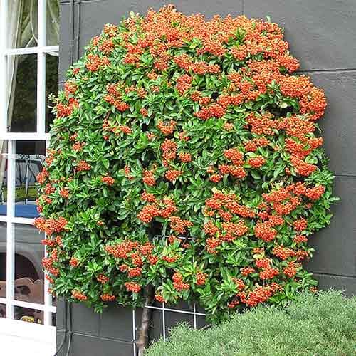 Ognik szkarłatny Golden Charmer interface.image 1 interface.art 4110