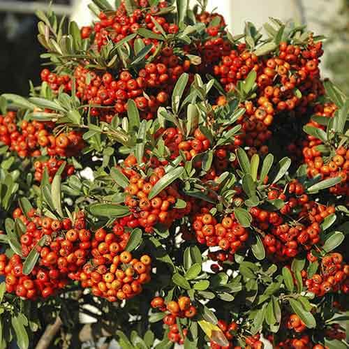 Ognik szkarłatny Orange Glow interface.image 1 interface.art 4111