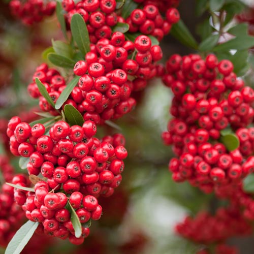 Ognik szkarłatny Red Column interface.image 2 interface.art 9543