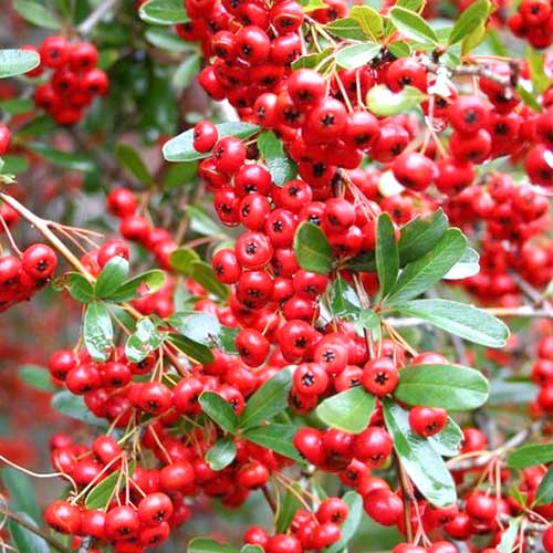 Ognik szkarłatny Red Cushion interface.image 1 interface.art 4109