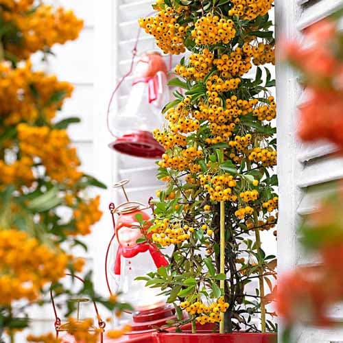 Ognik szkarłatny Soleil d'Or interface.image 1 interface.art 4768