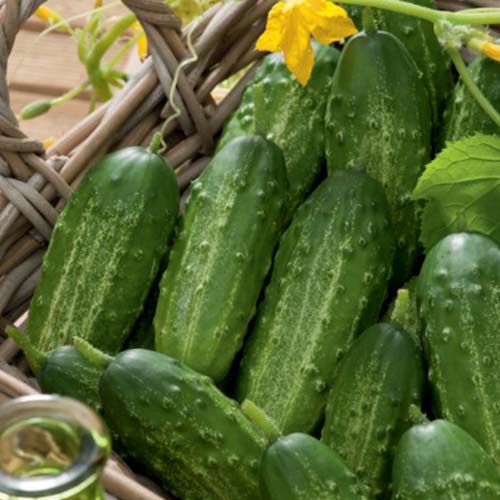 Ogórek Altaj F1 interface.art zdjęcie 1 Ogórek Altaj F1 interface.image 1 interface.art 86971