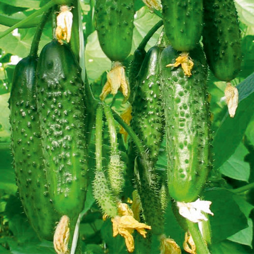 Ogórek  Anulka  interface.image 1 interface.art 8707