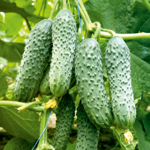 Ogórek  Cezar  interface.image 1 interface.art 8708