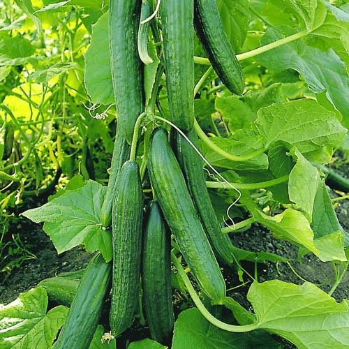 Ogórek wężowy interface.image 1 interface.art 8712