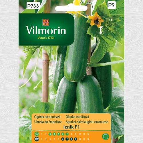 Ogórek do doniczek Iznik F1 interface.art zdjęcie 1 Ogórek do doniczek Iznik F1 interface.image 1 interface.art 69723